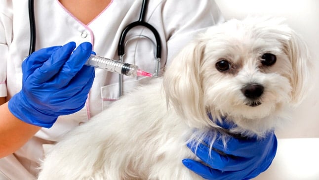 Vaccins pour chiens Sont-ils obligatoires, quand les obtenir?