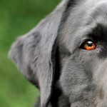 Black Labrador Est-ce le plus intelligent?