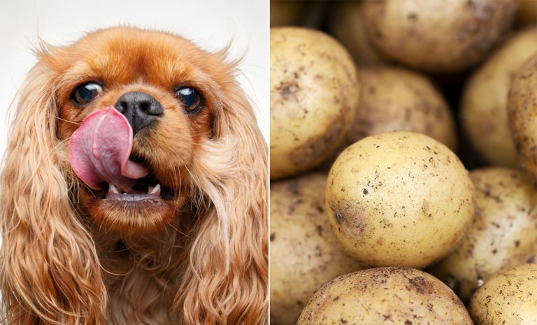 Les chiens peuvent-ils manger des pommes de terre?