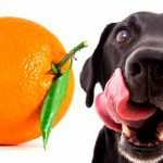 Les chiens peuvent-ils manger des oranges ou des mandarines?