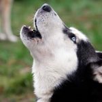Pourquoi les chiens hurlent-ils? Raisons et signification