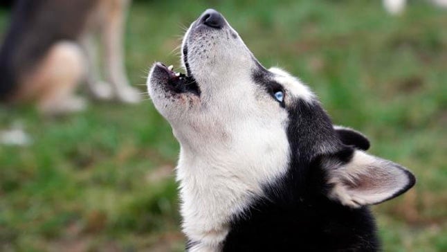 Pourquoi les chiens hurlent-ils? Raisons et signification