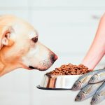 Quelle est la meilleure nourriture pour poissons pour chiens?