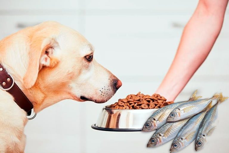 Quelle est la meilleure nourriture pour poissons pour chiens?