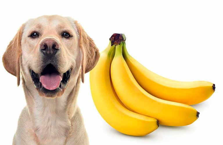 Les chiens peuvent-ils manger des bananes? Avantages et montants