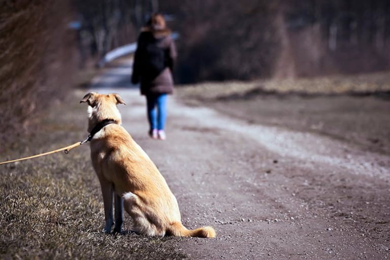 Comment puis-je aider un chien abandonné?