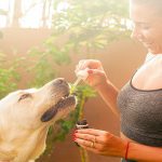 Que devraient manger les chiens souffrant de problèmes hépatiques?