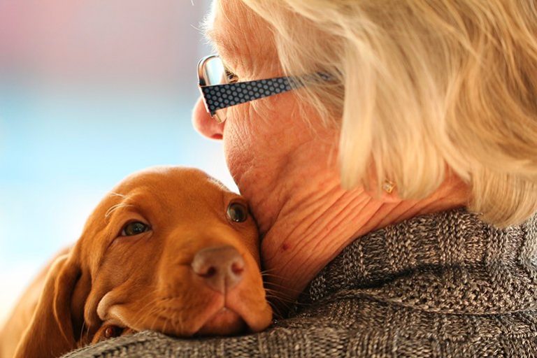 Top 10 des races de chiens les plus affectueuses avec les personnes âgées