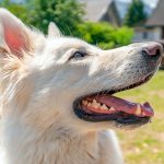 Avantages de la Turquie à Barf pour les chiens souffrant d'allergies alimentaires