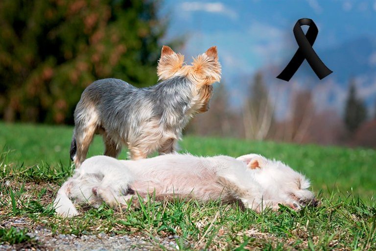 Comment aider un chien à faire face à la mort d'un autre chien
