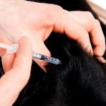Dosage et types d'insuline pour les chiens diabétiques