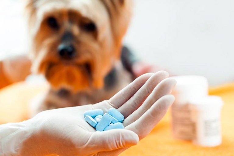Anti-inflammatoires pour chiens, quels sont les plus efficaces et les plus sûrs?