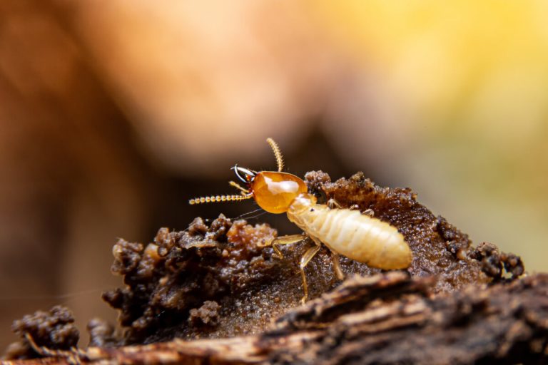 10 insectes qui mangent du bois