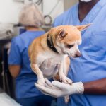orquiectomia-perro-veterinario.jpg