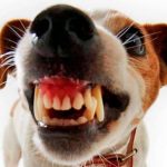 Mon chien me montre ses dents, est-ce une mauvaise chose ?