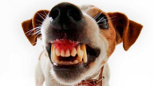 Mon chien me montre ses dents, est-ce une mauvaise chose ?