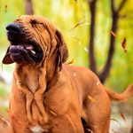Qu'est-ce que l'éternuement inversé chez le chien ? Causes et traitement