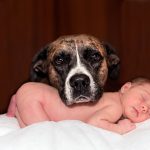 perro-junto-a-bebe-humano.jpg