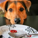 Comment empêcher notre chien de mendier de la nourriture
