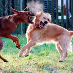 Comment séparer deux chiens de combat