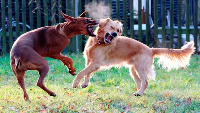 Comment séparer deux chiens de combat