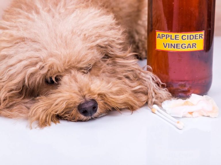 Vinaigre de cidre de pomme pour chiens : utilisations et bienfaits