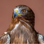 Aigle botté : habitat et caractéristiques