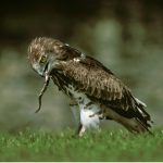 Aigle court : habitat et caractéristiques