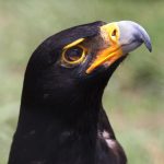 Aigle noir : habitat et caractéristiques