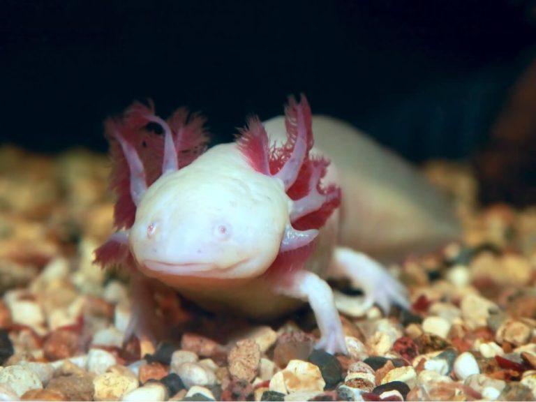 10 curiosités de l'axolotl