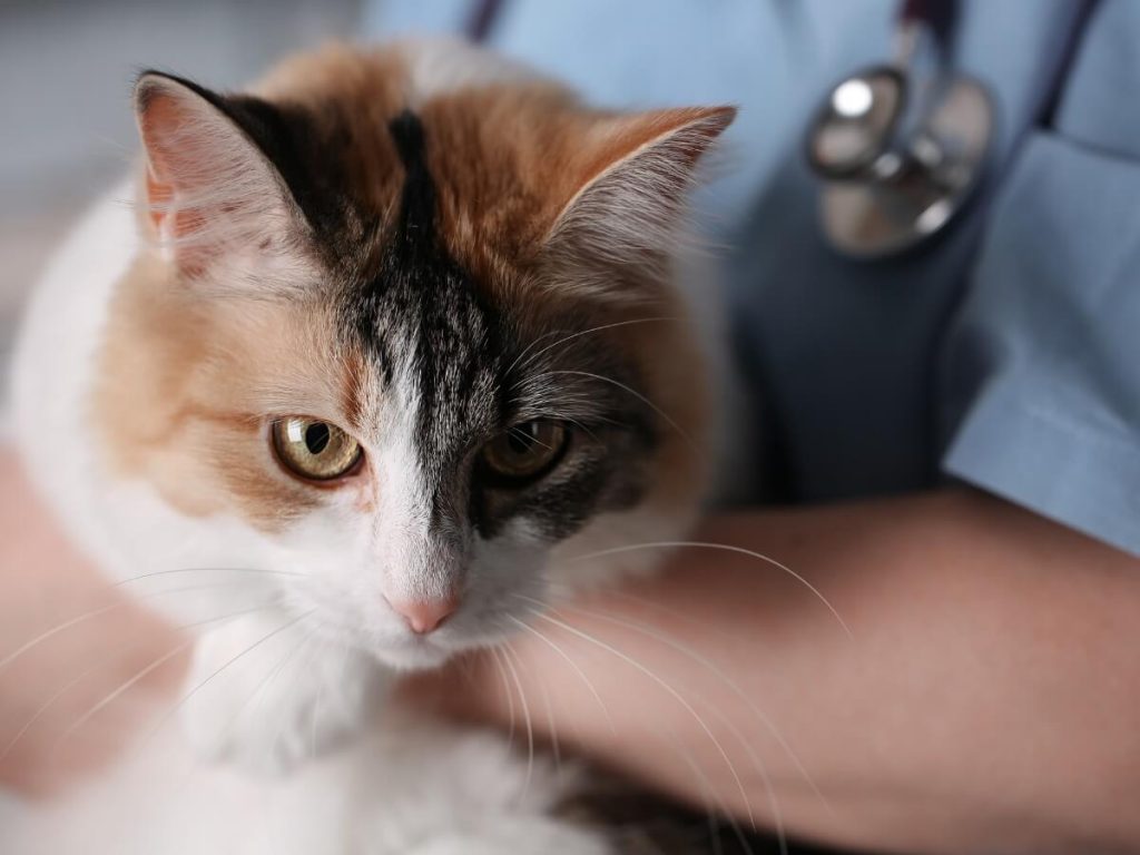 Amylose chez le chat : causes, symptômes et traitement