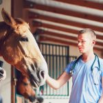 caballo-veterinario.jpg
