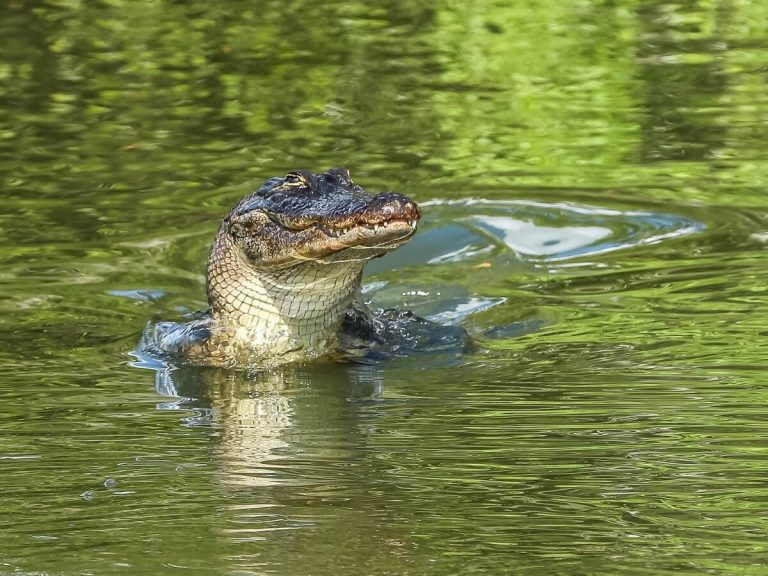 Différences entre alligator et crocodile