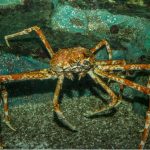 Crabes de mer de Béring : types et pêche