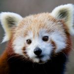 14 curiosités sur le panda roux