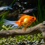 10 curiosités du poisson rouge