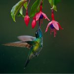 colibri-chupa-flor.jpg