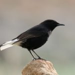 Traquet noir : habitat et caractéristiques