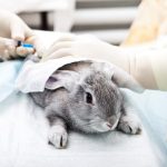 Ivermectine pour lapins : tout ce que vous devez savoir