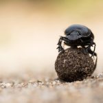 escarabajo-pelotero-arena.jpg