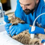 Ascite chez le chat : symptômes, causes et traitements