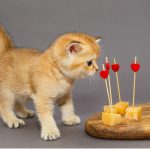 Les chats peuvent-ils manger du fromage ?