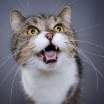 Mon chat miaule beaucoup : 7 causes et solutions
