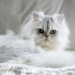 gato-persa-blanco.jpg