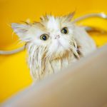 7 étapes pour baigner un chat persan
