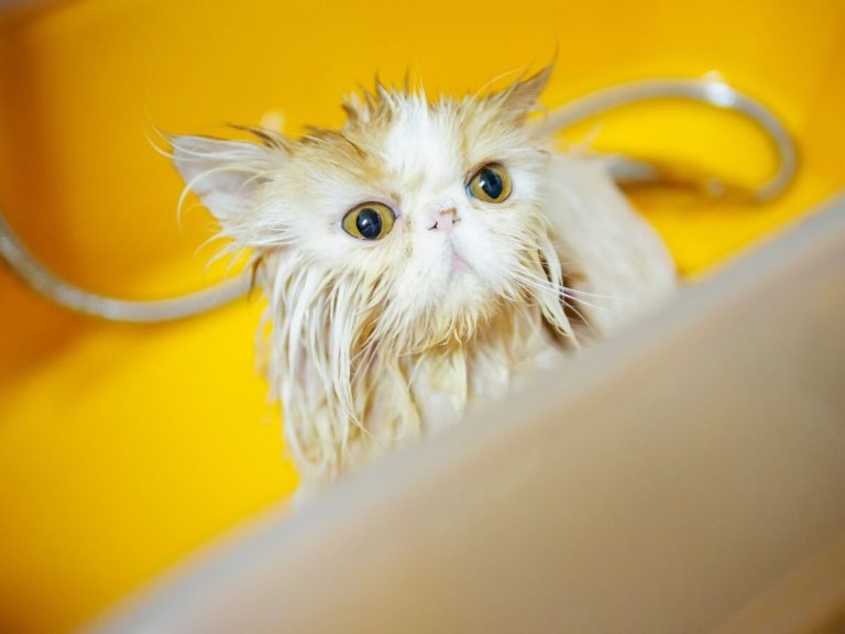 7 étapes pour baigner un chat persan
