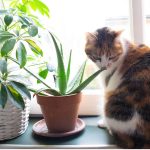 Aloe vera pour chats : utilisations et bienfaits
