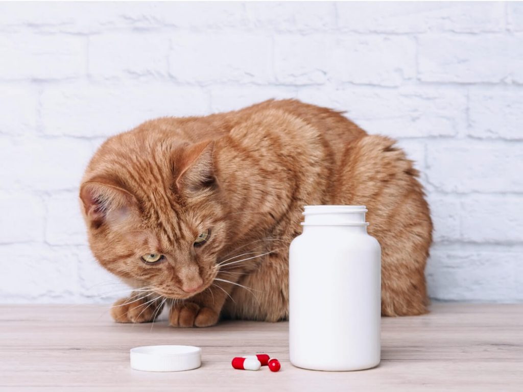 Nolotil pour chats : utilisations et dosage
