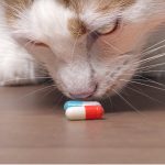 Onsior pour chats : posologie et effets secondaires