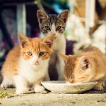 gatos-callejeros-beben-leche.jpg